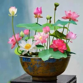60 Pcs Mixed Color Bonsai Bowl Lotus Seeds - Exotic WaterLily Flower Plant for Ornamental Pond and Home PlantingGarden supplies, garden building materials - Specification: 60pcs