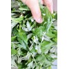 Powdered Wormwood Tea Made in Maniwa City, Okayama Prefecture, 1.8