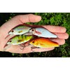 jerkbait Minnow 5 to 9 cm 4 to 22 g