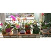 Orchitop M Set Orchid Pot with Saucer for All Orchids