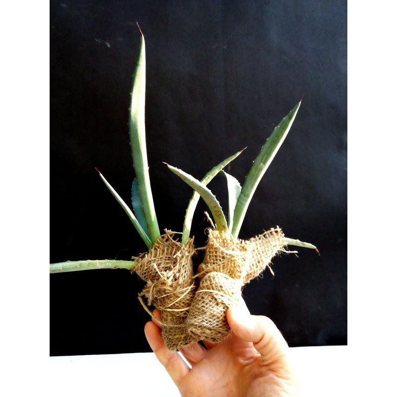 Agave Americana - Blue Agave - 2 Plants in Big