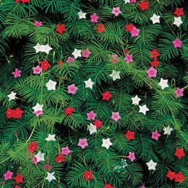 Park Seed Cypress Vine Mix Seeds, Includes 30 Seeds in a Pack