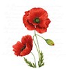 Napkin "Luminous Poppy" Pack of 20