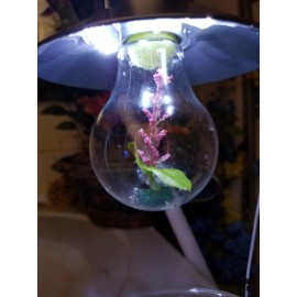 one LED light bulb enclosures 4 H " x 2.5 "W for spider or other insects