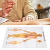 Chinese and English Acupoint Wall Chart Front Large Size Comprehensive