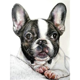 YSCOLOR Diamond Painting 5D Diamond Painting Kits for Children Round Drill French Bulldog Kits for Adults Rhinestone Embroidery DIY Living Room Wall Decoration 30 x 40 cm