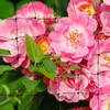 2Pack Elastic Trellis Netting, 80 * 80cm Plant Support Bean