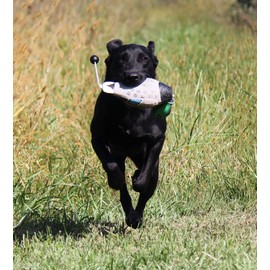 Duck Dog Training Dummy Retrieving Dog Duck Bumper Retriever Fowl Dead Mallard Training Bird Hunting Dog