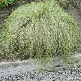Outsidepride Carex Comans Frosted Curls Ornamental Grass - 400 Seeds