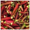Everwilde Farms - 1 Lb Organic Red Burgundy Okra Seeds
