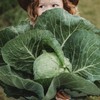Early Golden Acre Cabbage - 100 Seeds - Heirloom Cabbage