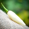 Coyote Teeth Dente di Coyote Hot Pepper Premium Seed Packet