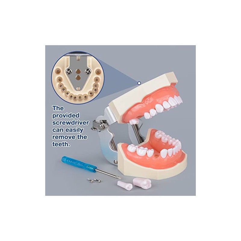 Ultrassist Typodont - Modelo de dientes con 28 dientes extraíbles,