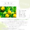 Lemon Flocumarin Free (FCF) 30ml Essential Oil Essential Oil Aroma
