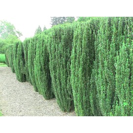 Sky Pencil Japanese Holly - 1 Live Gallon Size Plant - Ilex Crenata - Low Maintenance Formal Evergreen Hedge