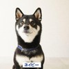 犬用 首輪 Zenpets クルール 無地 くすみカラー 小型犬 15mm幅 ネイビー