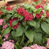 Outsidepride Red Pentas Seed - 50 Seeds
