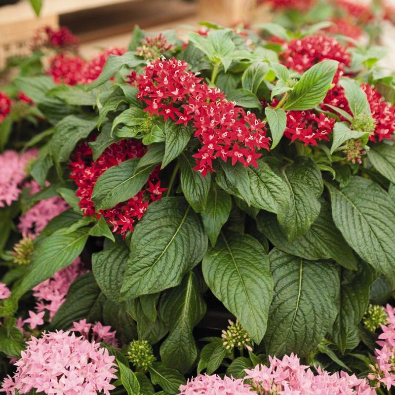 Outsidepride Red Pentas Seed - 50 Seeds