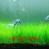 4 Pack Aquarium Plant S.e.e.ds, no Artificial Plastic Plant, Fish