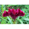 Fresh Cockscomb (Celosia Cristata) Seeds - 100+ per pack mixed
