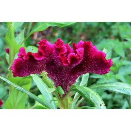 Fresh Cockscomb (Celosia Cristata) Seeds - 100+  per pack mixed sizes Red - ships free