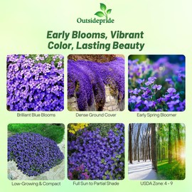 Outsidepride Cascade Blue Aubrieta Rock Cress Seeds - 2000 Pcs Perennial Flower Seeds, Easy to Grow, Low Maintenance, Cascading & Low Growing, for Baskets, Rock Walls, or Ground Covers