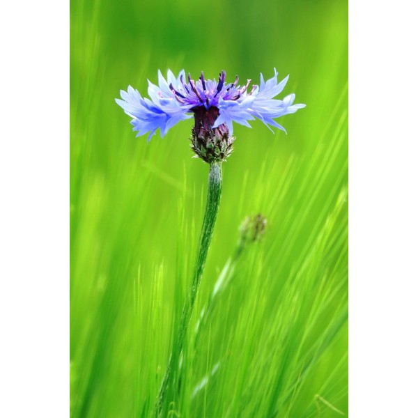 A Cornflower - Lined Notebook with Margins: Medium Ruled, Soft