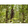 ScentLok BE:1 Phantom Pants, Lightweight Camo Scent Control Hunting Pants