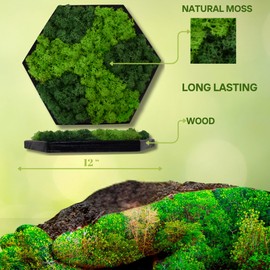 Yersiz Hexagon Real Moss Wall Art – Eco-Friendly Natural Green Wall Decor for Living Room, Bedroom, Bathroom – Vintage Style Moss Panels for Home Interior Decoration