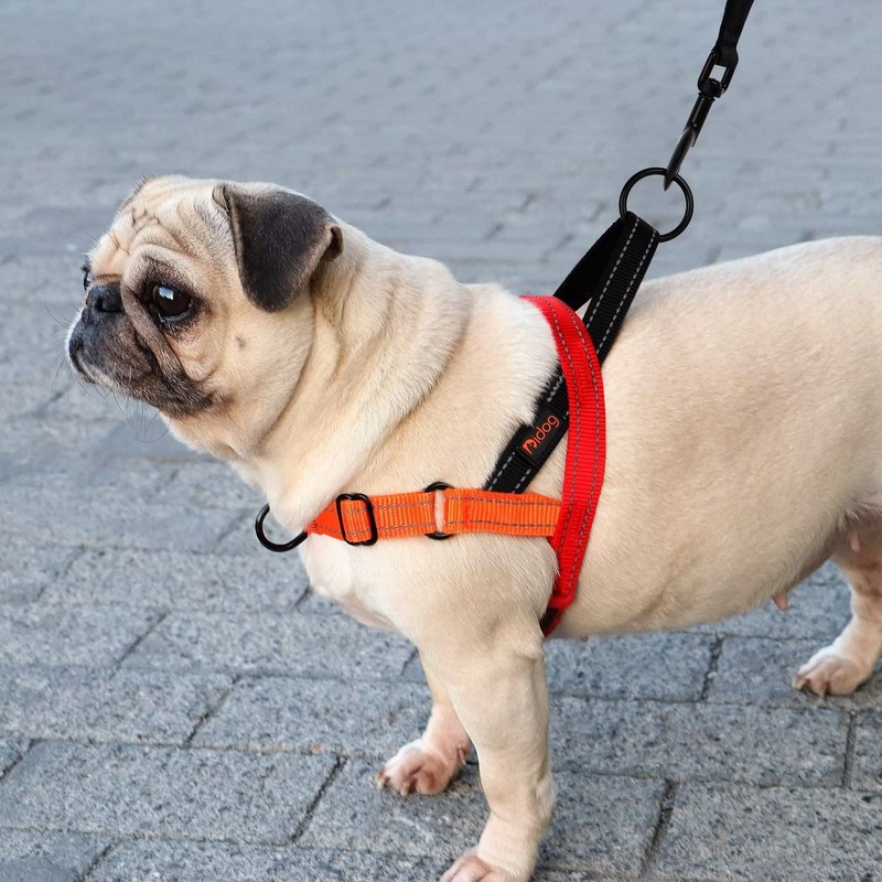 Didog No Pull Dog Harness with Soft Padded Handle, Quick