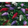 150 Seeds - Butterfly Bush