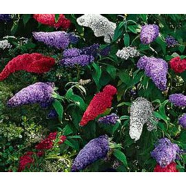150 Seeds - Butterfly Bush