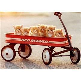 Avanti Press Six Kittens in Red Wagon Cute Cat Get Well Card