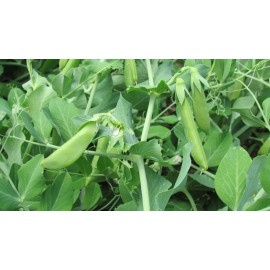Southeast Seeds Cascadia Snap Pea Seeds, Early and Compact, Heirloom, NON-GMO, FREE SHIPPING - 25 Seeds or 1/4 OZ
