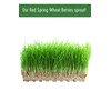 Mader Family Grown Hard Red Spring Wheat Berries: Palouse Brand,