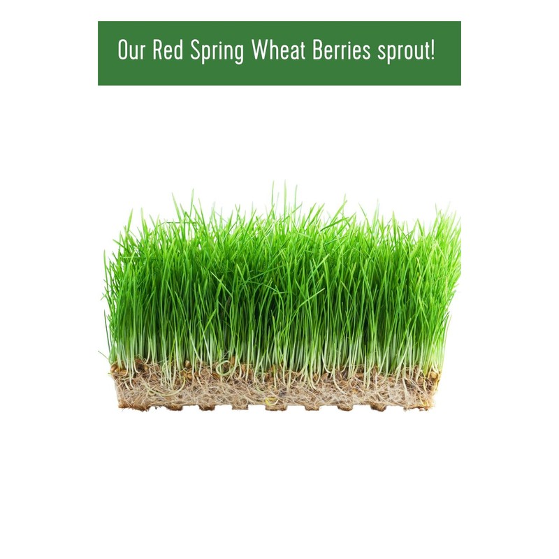 Mader Family Grown Hard Red Spring Wheat Berries: Palouse Brand,