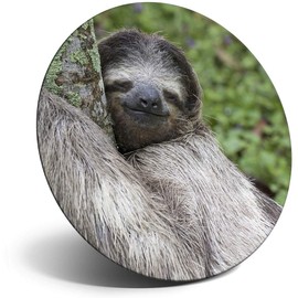 Destination Vinyl ltd Magnet for Refrigerator, Fridge - Beautiful Sleepy Sloth Lazy Cute for Office, Cabinet and Whiteboard, Magnetic Stickers, 15836