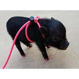 12-Foot Mini Pig Harness - Adjustable Leash for All Animals - Pigs, Ferrets, Rabbits, Guinea Pigs, Dogs, Cats, Reptile, and Chickens (Pink)