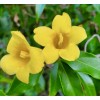 Home-Growth Carolina Jasmine, Yellow Jessamine, Gelsemium Sempervirens - 20 Seeds
