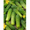 Cucumber Boston Pickling Great Heirloom Vegetable 300 Seeds Packed by
