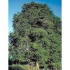 Tamarind Tree 10 Seeds/Seed -Bonsai- Tamarindus Indica