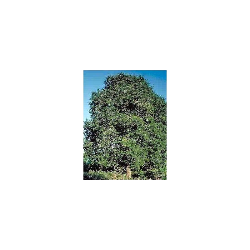 Tamarind Tree 10 Seeds/Seed -Bonsai- Tamarindus Indica