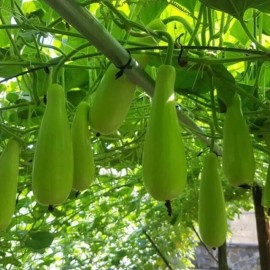 Mira garden 20 Bottle Gourd HAT BAU Lauki Dudhi Opo Asian Calabas Chinese Squash