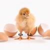 60 Pieces Baby Chicken Splay Leg Hobble Brace (Black)