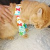 Cat Overgrooming Sleeve with Shoulder Strap Alternative Cone Collar for