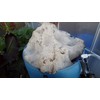 Insect Frass : Organic Fertilizer: 10 Pounds