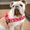 BULLHUG Harness – Made for Larger Chested Dogs Like English