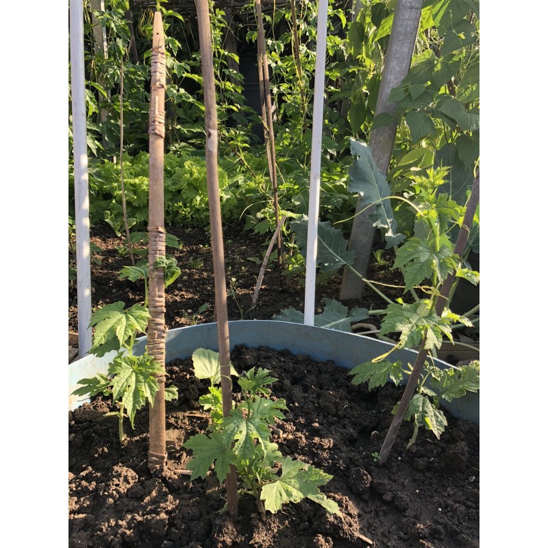 Fresh Bitter Melon 10 Seeds Package Fresh Harvested U.S. Seller