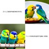 Pure Seek Bird Toy, Educational Parakeet Toy, Literary Bird, Bird