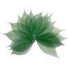 100 Pcs 4-5 Inch Skeleton Leaves Rubber Tree Natural Scrapbooking